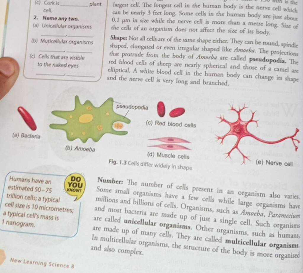 c-corkis-plant-largest-cell-the-longest-cell-in-the-human-body-is-the