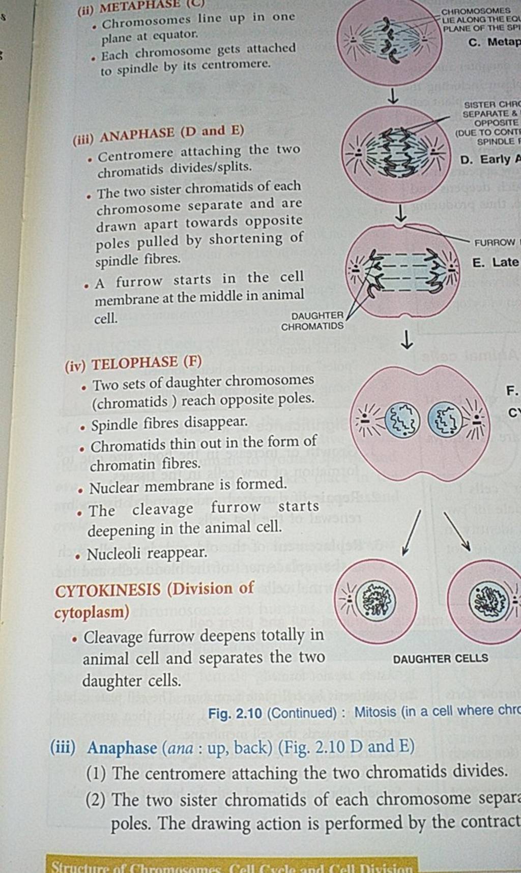 - Chromosomes line up in one plane at equator. - Each chromosome gets att..