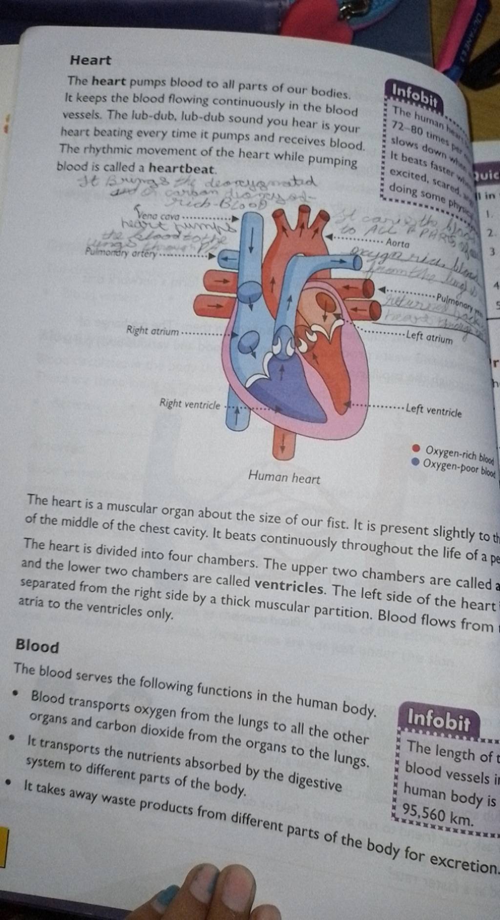 Heart The heart pumps blood to all parts of our bodies. It keeps the bloo..