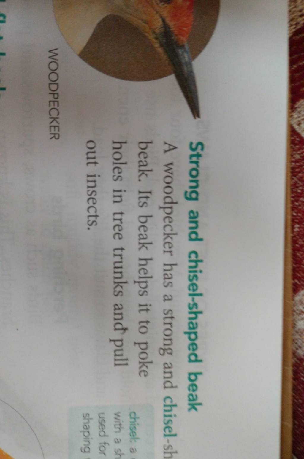 Strong and chiselshaped beak A woodpecker has a strong and chiselsh bea..