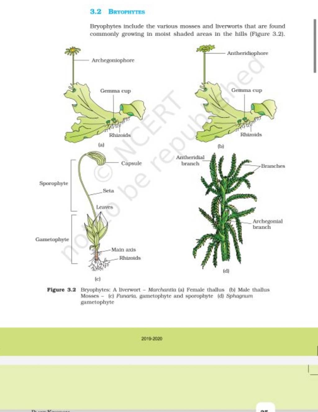 3.2 BrYoPHYTES Bryophytes include the various mosses and liverworts that