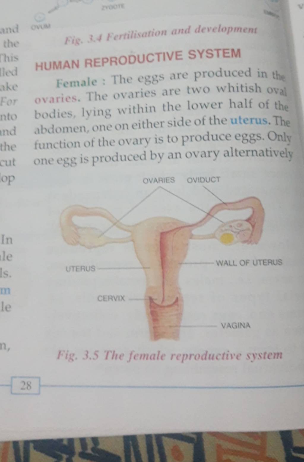 Fig. 3.4 Fertilisation and development HUMAN REPRODUCTIVE SYSTEM | Filo