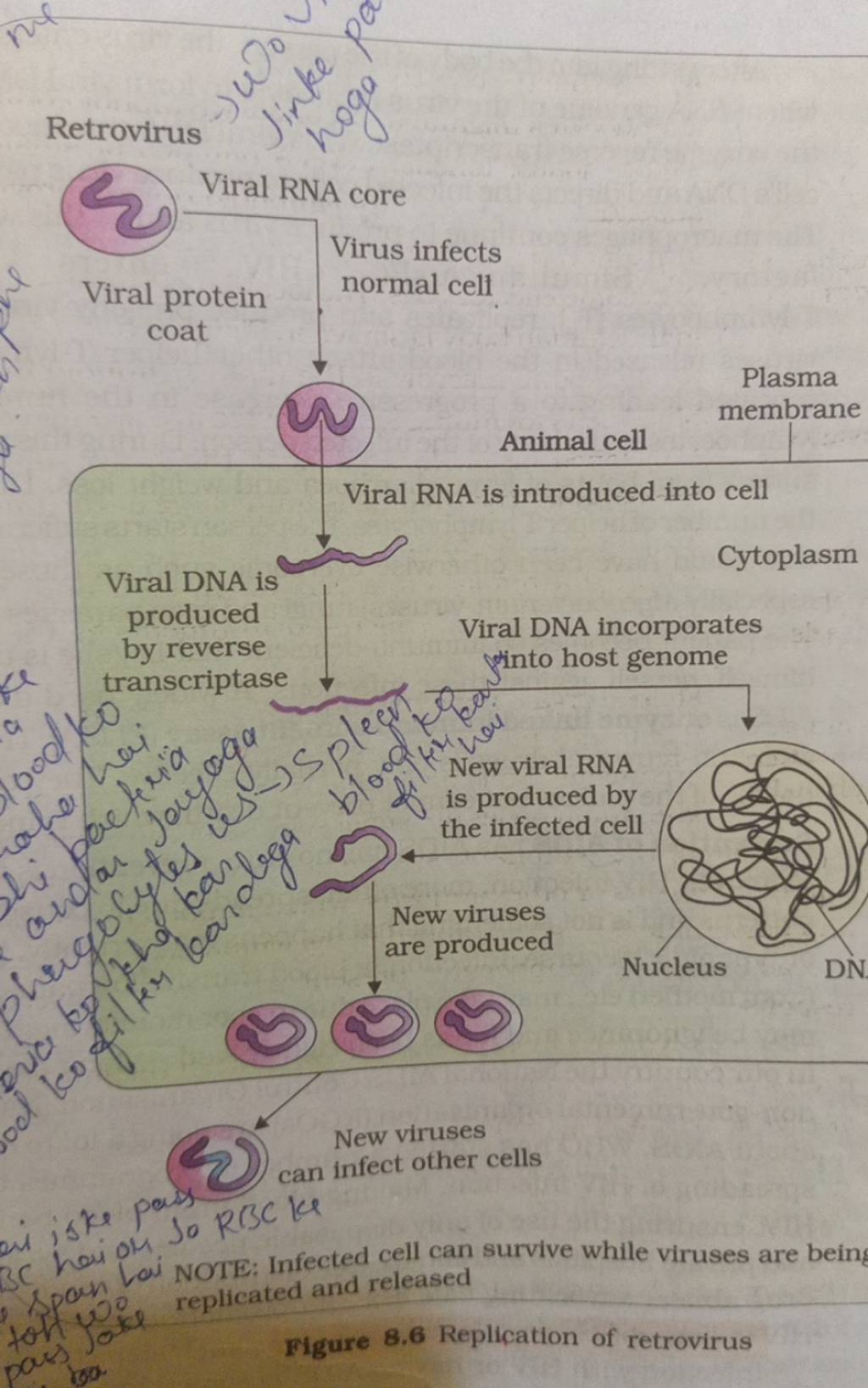 Retrovirus ( Viral RNA core Virus infects Viral protein coat normal celi