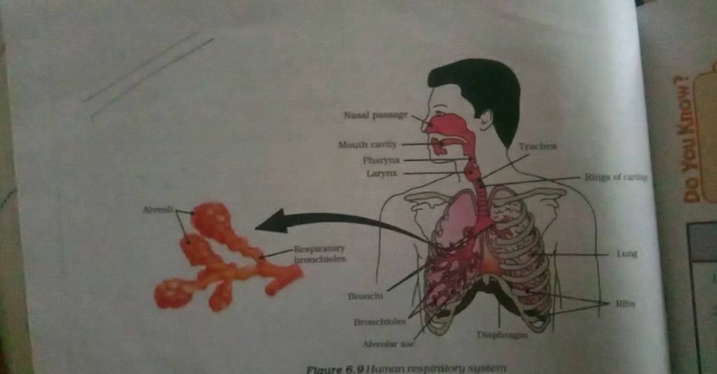 Nasal passage Mouth cavity Pharynx Larynx Respiratory bronchioles Bronchi..