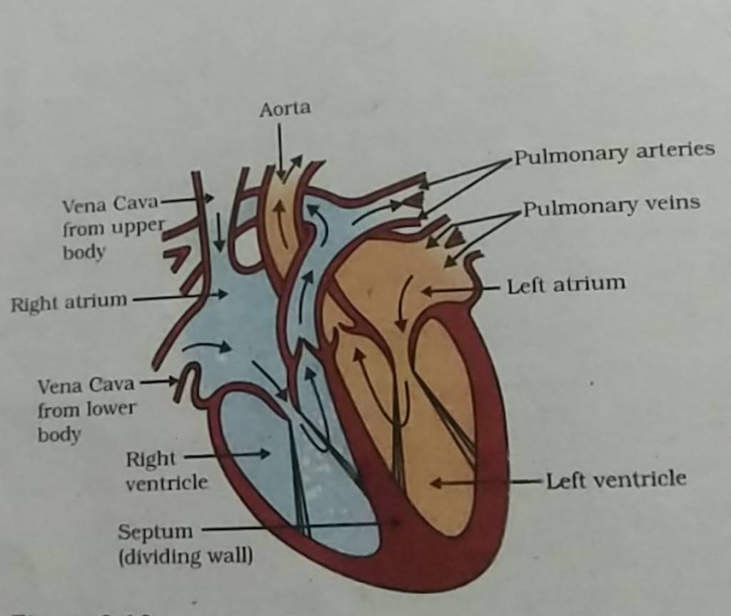Vena Cava from upper body Right atrium Vena Cava from lower body Right v..