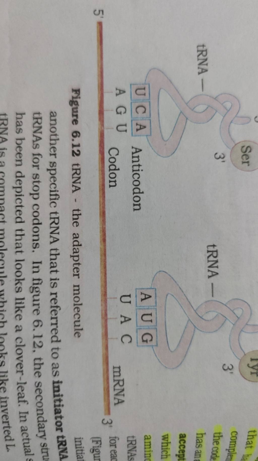 Figure 6 12 Trna The Adapter Molecule Another Specific Trna That Is Ref