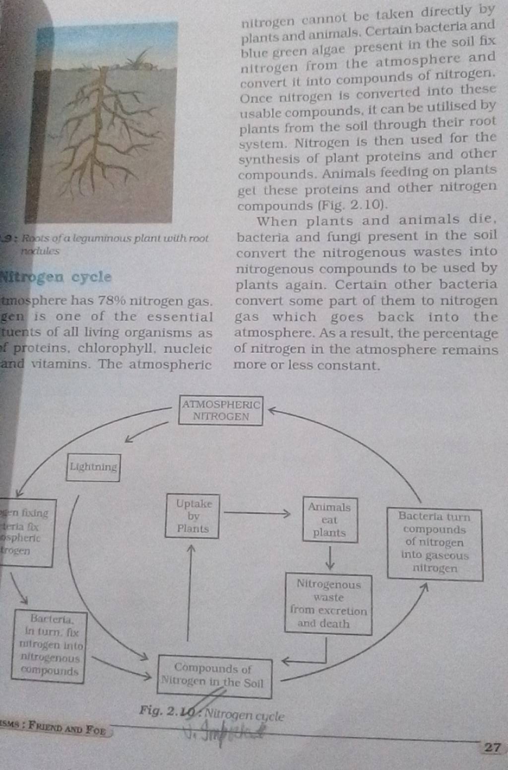 nitrogen cannot be taken directly by plants and animals. Certain bacteria..
