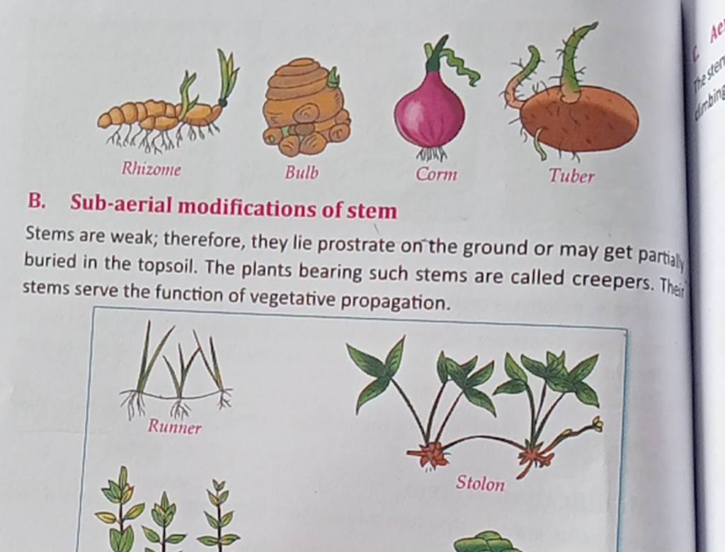 rhizome-bulb-corm-tuber-b-sub-aerial-modifications-of-stem-stems-are-wea