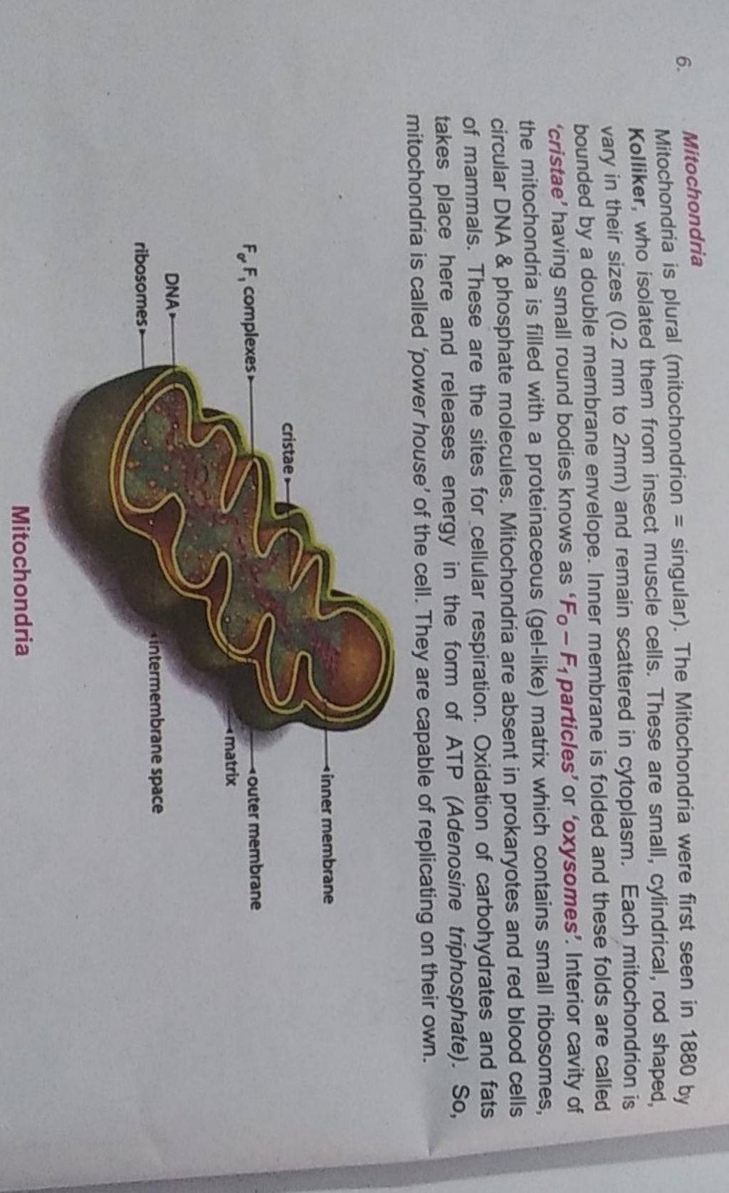 Picture of 6. Mitochondria Mitochondria is plural (mitochondrion = singular). The Mi..