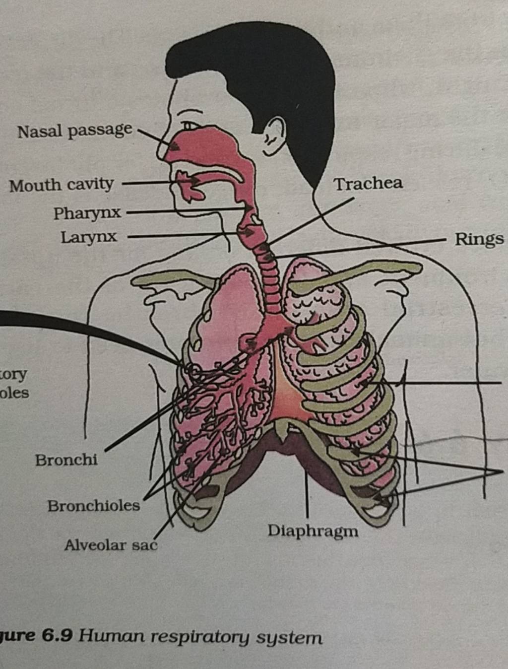 ure 6.9 Human respiratory system | Filo