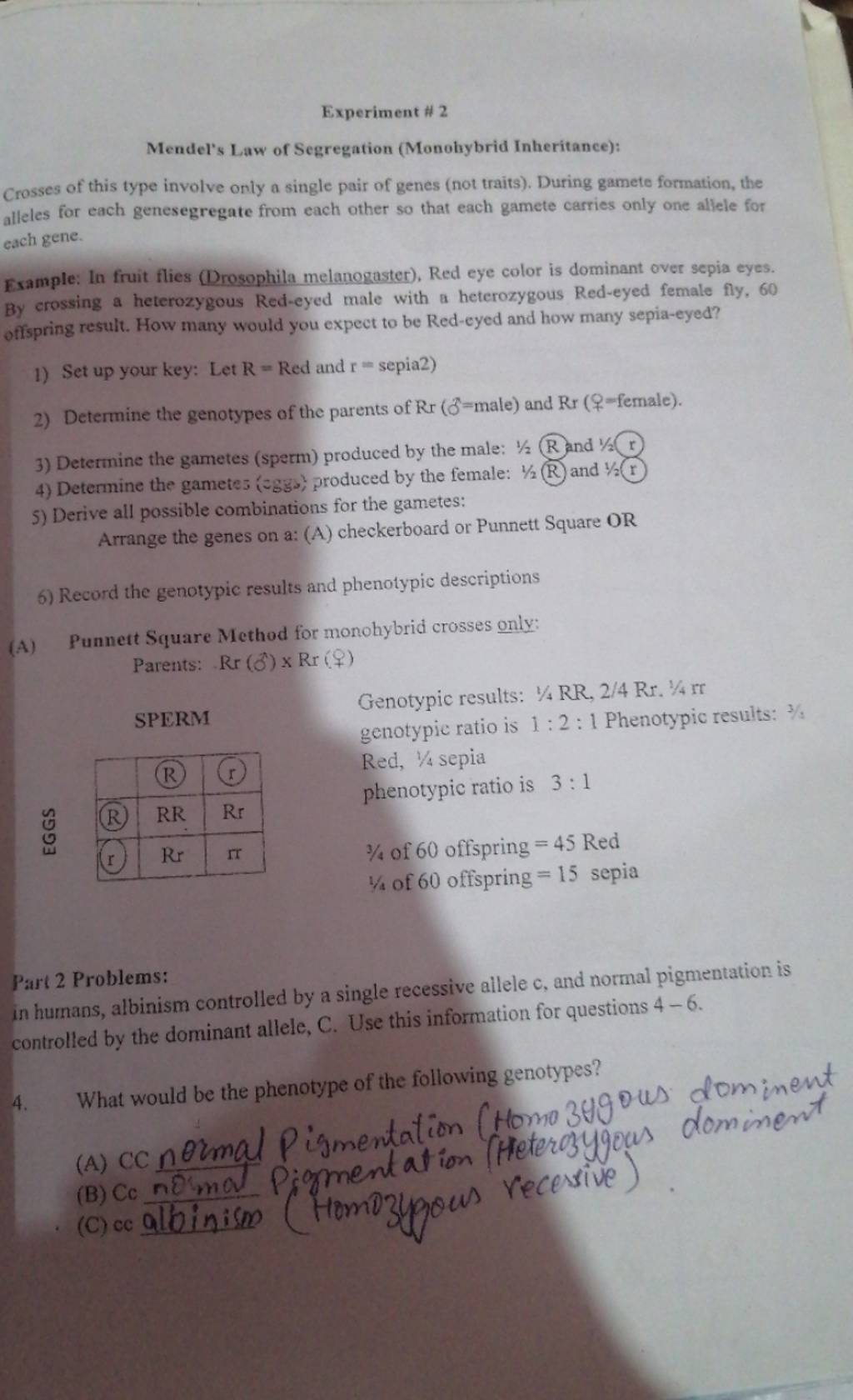 experiment-2-mendel-s-law-of-segregation-monohybrid-inheritance-crosse