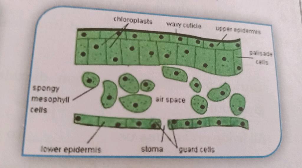 spongy mesophyll cells lower epidermis chloroplasts waxy cuticle air spac..