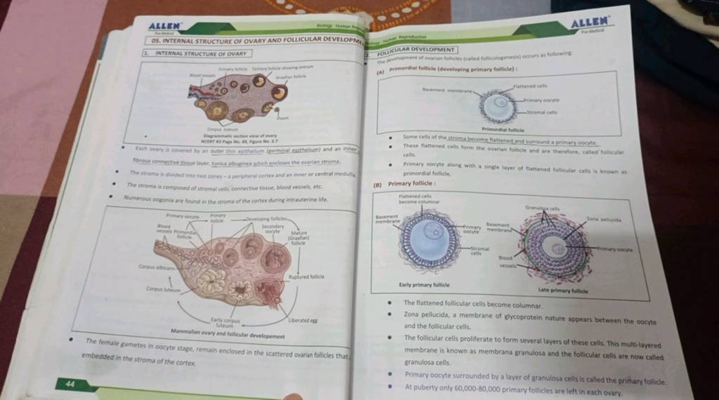44 . . ALLEN 05. INTERNAL STRUCTURE OF OVARY AND FOLLICULAR DEVELOPM 1. I..