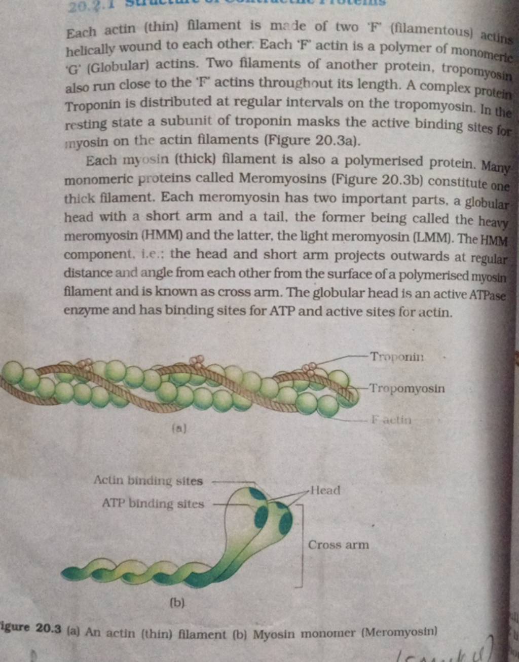 Each Actin (thin) Filament Is Made Of Two ' F ' (filamentous) Actins Heli..