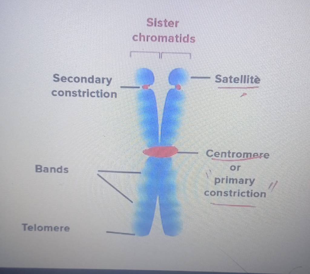 Sister chromatids Secondary constriction Satellite Bands Centromere or pr..