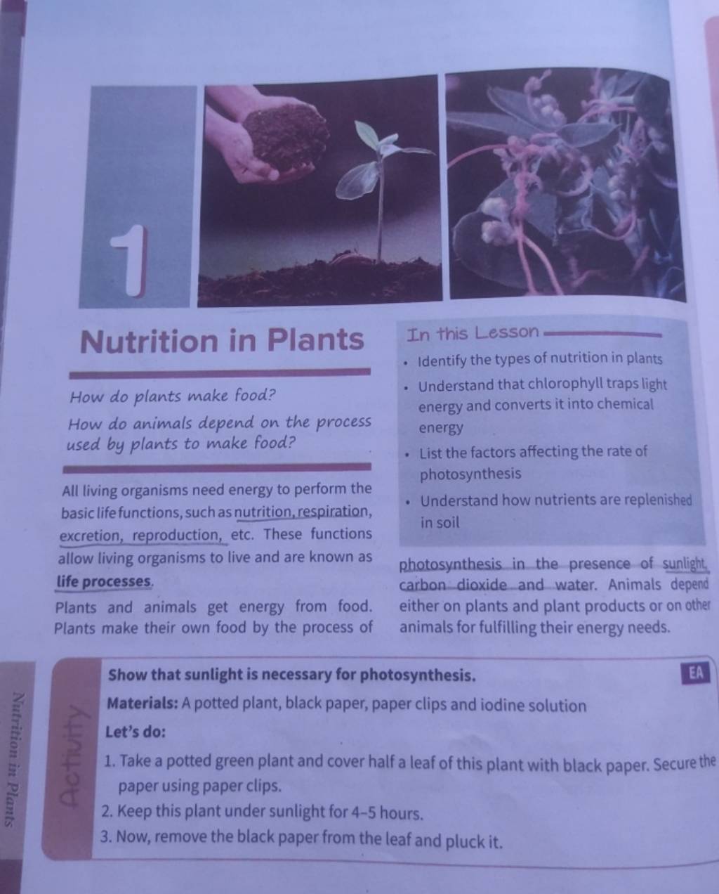 Nutrition in plants how do plants make food how do animals depend on the 