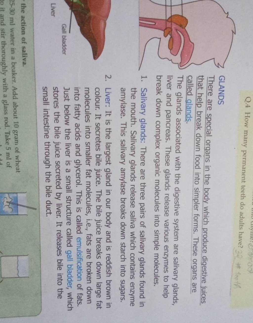 How Many Permanent Teeth Are There In An Adults Mouth