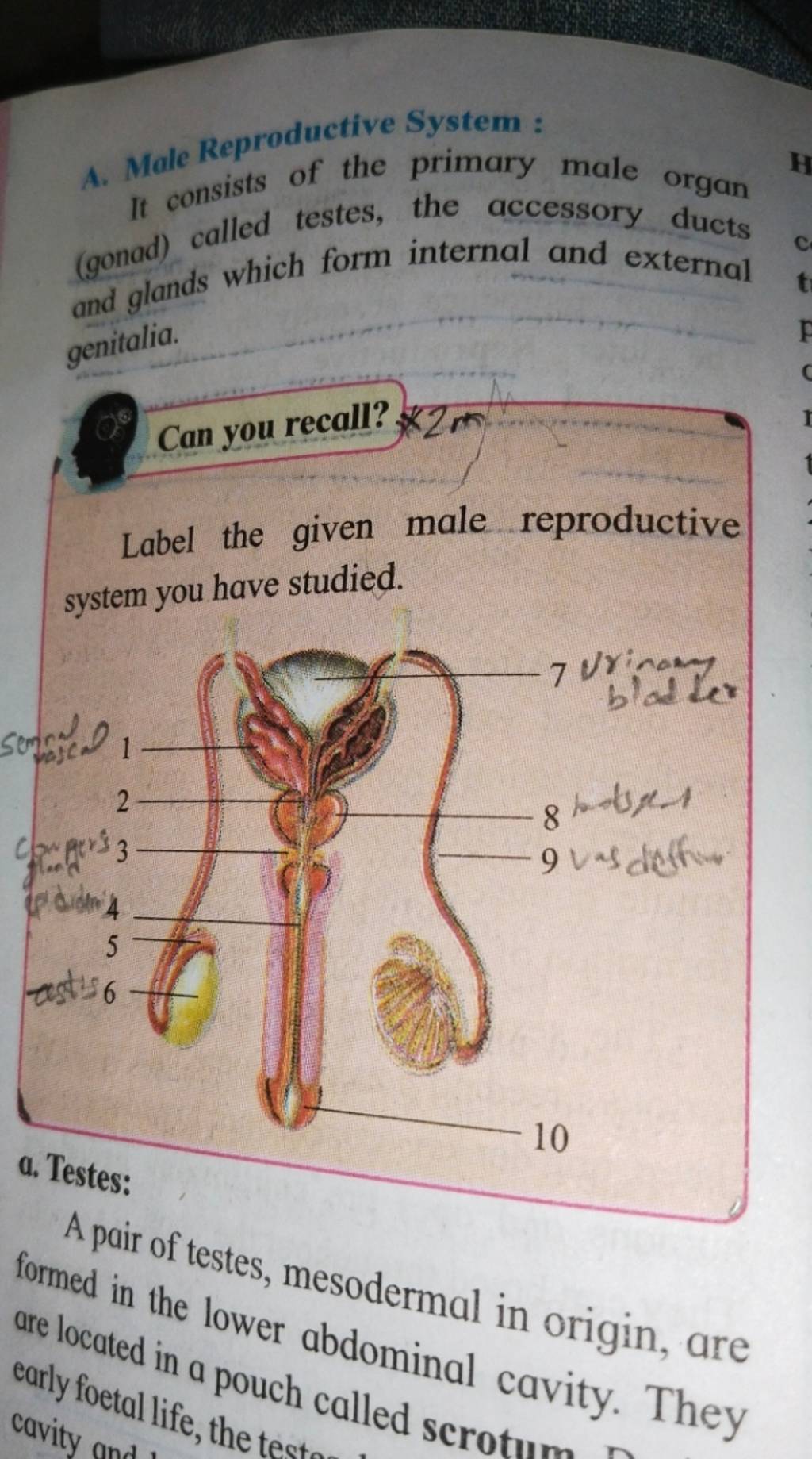 essay on male reproductive organs