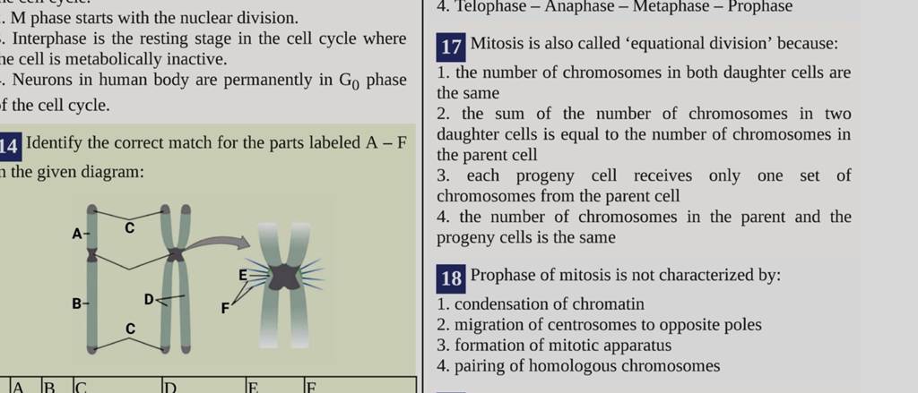 mitosis-equational-division-and-its-stages-plantlet