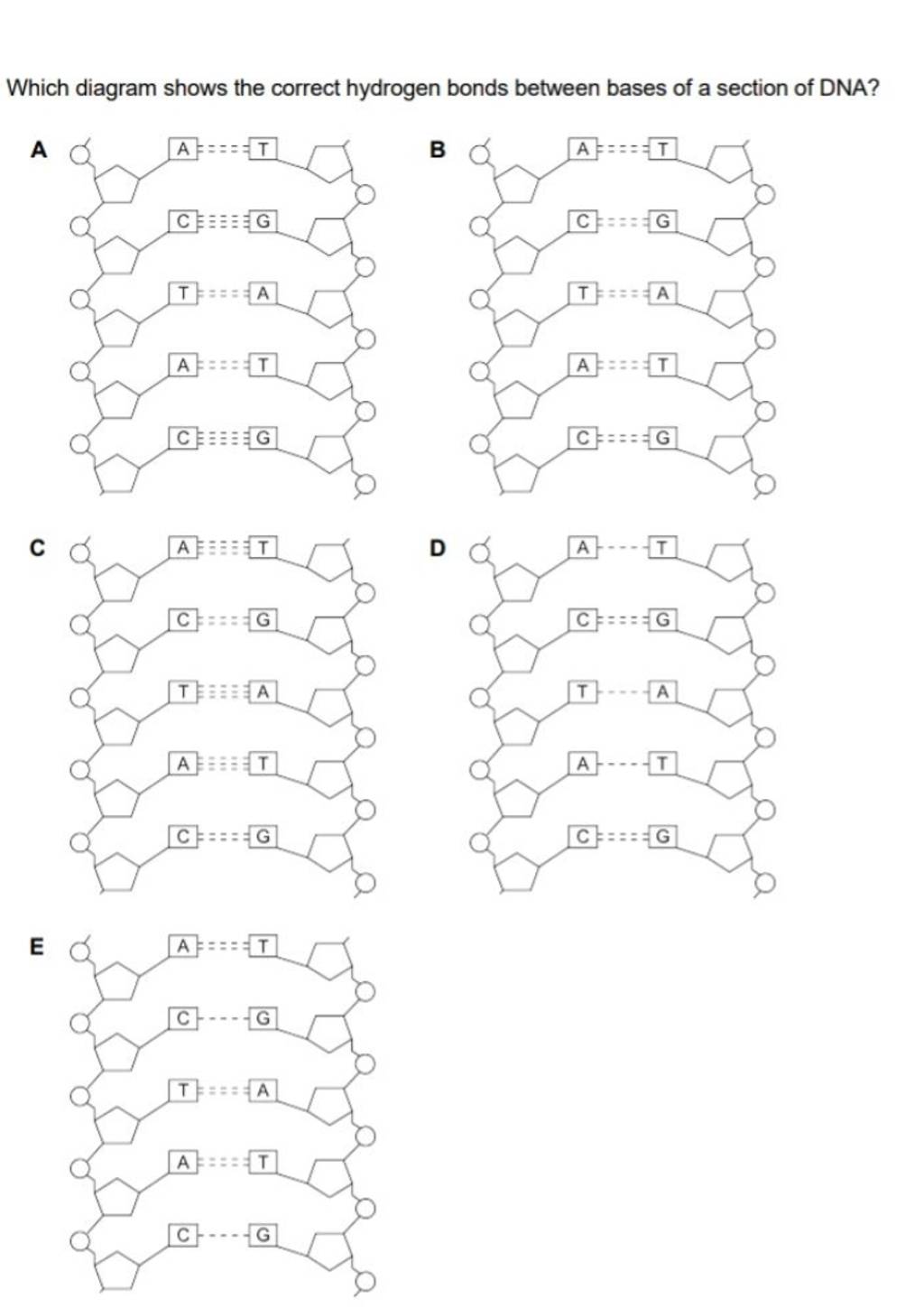 Which diagram shows the correct hydrogen bonds between bases of a section..