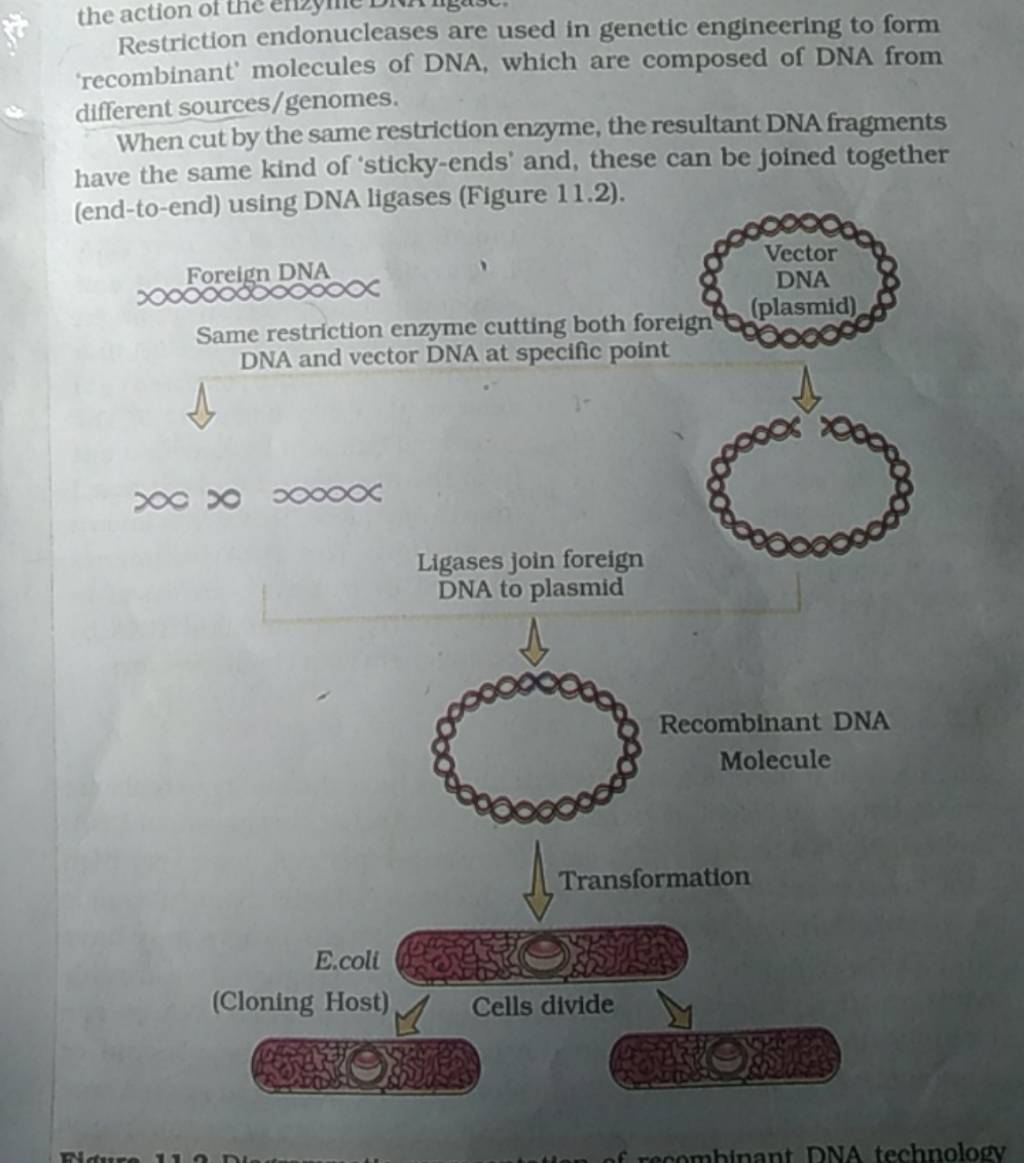 restriction-endonucleases-are-used-in-genetic-engineering-to-form-recomb