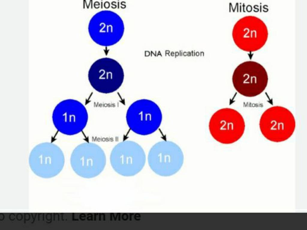 1n 1n Meiosis 2n 20 Meiosis I Meiosis II 10 10 DNA Replication 10 O copyr..