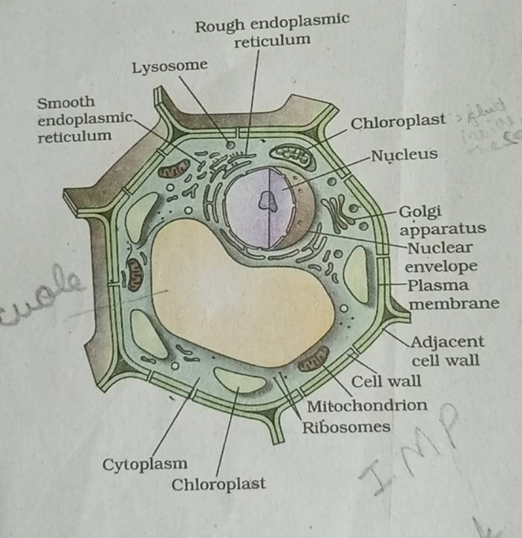 Smooth endoplasmic reticulum cuole Lysosome Rough endoplasmic reticulum C..