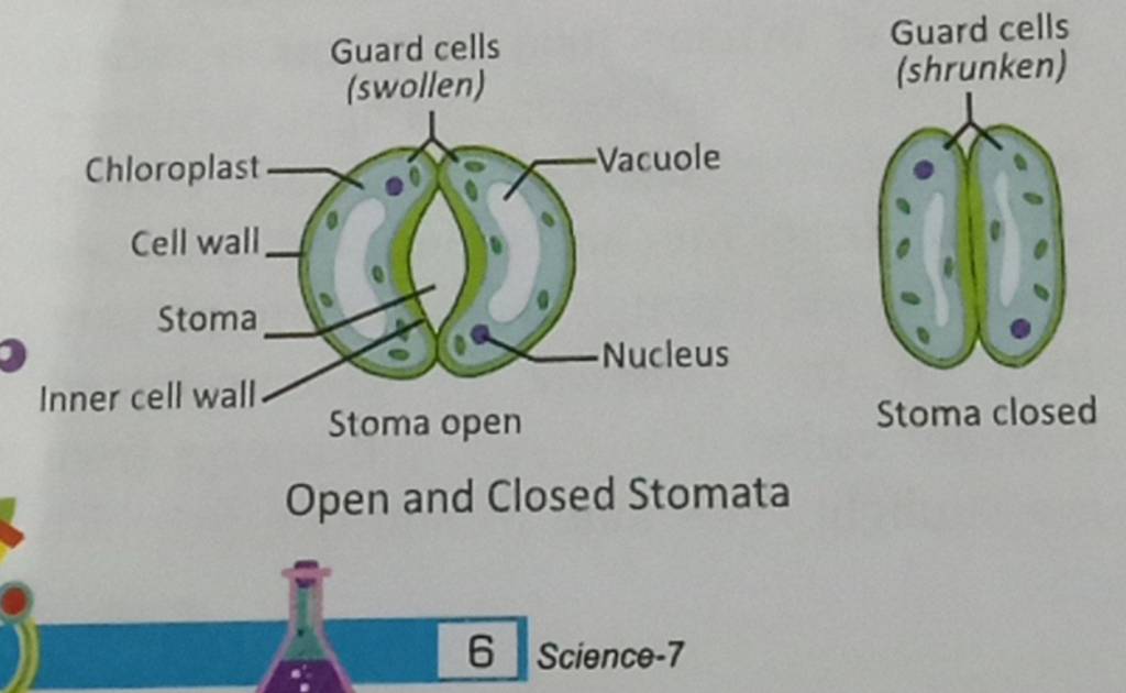 open and closed stomata diagram