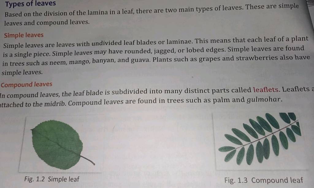 Types of leaves Based on the division of the lamina in a leaf, there are
