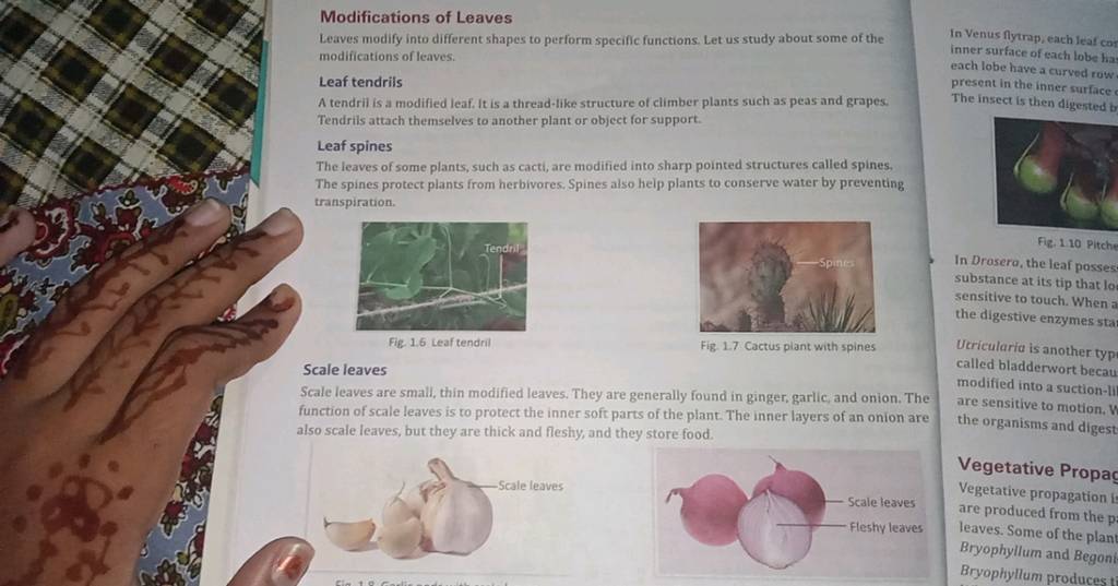Modified Leaves And Their Functions modified-leaves-and-their-functions