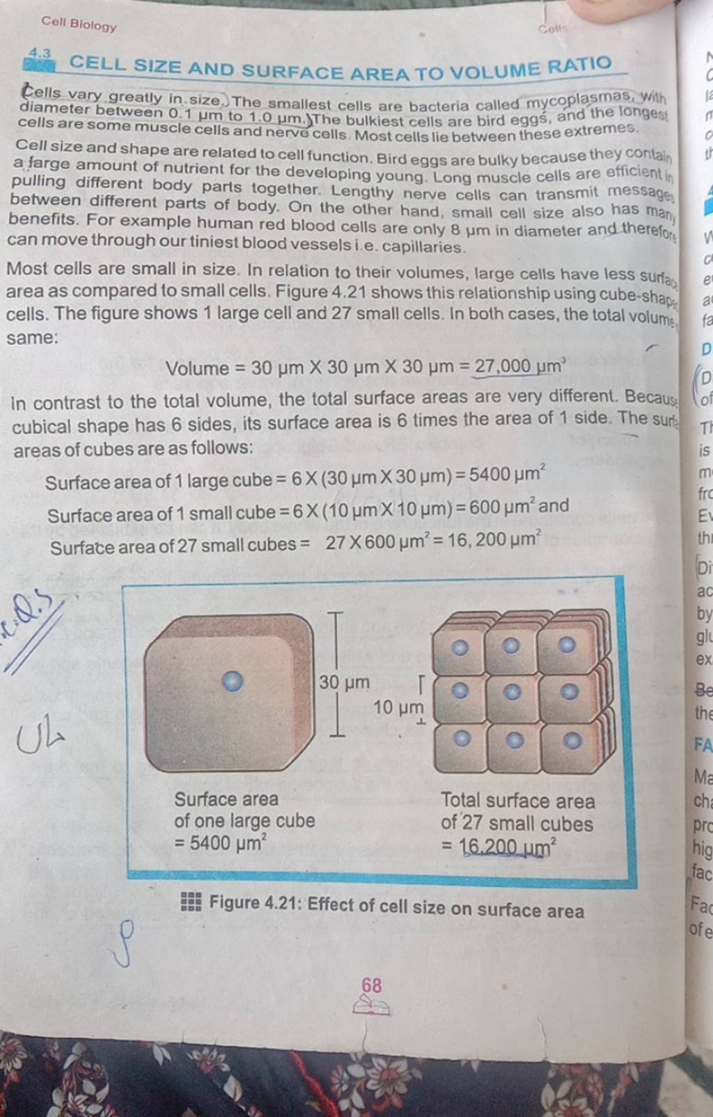 Cell Biology 4.3 CELL SIZE AND SURFACE AREA TO VOLUME RATIO Eells vary gr..