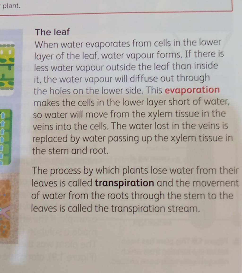 plant. The leaf When water evaporates from cells in the lower layer of th..