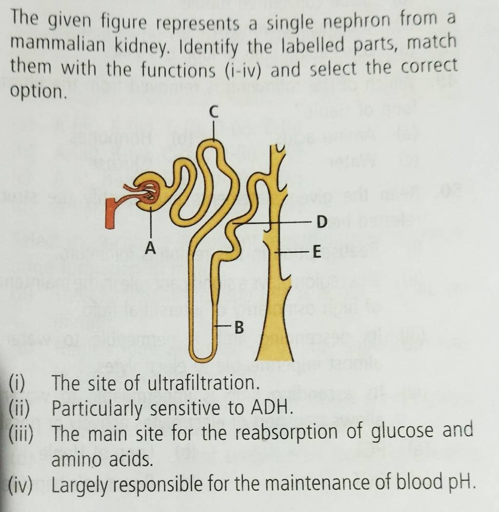 The given figure represents a single nephron from a mammalian kidney. Ide..