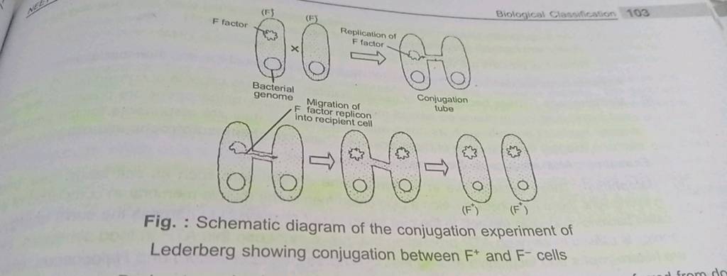 lederberg experiment on bacteria conjugation