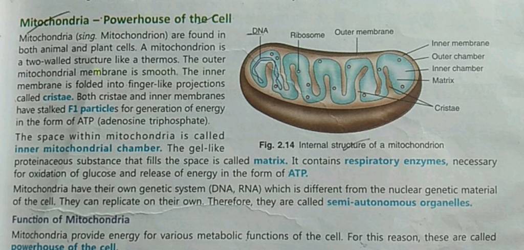 Mitochondria - Powerhouse of the Cell Mitochondria (sing. Mitochondrion)