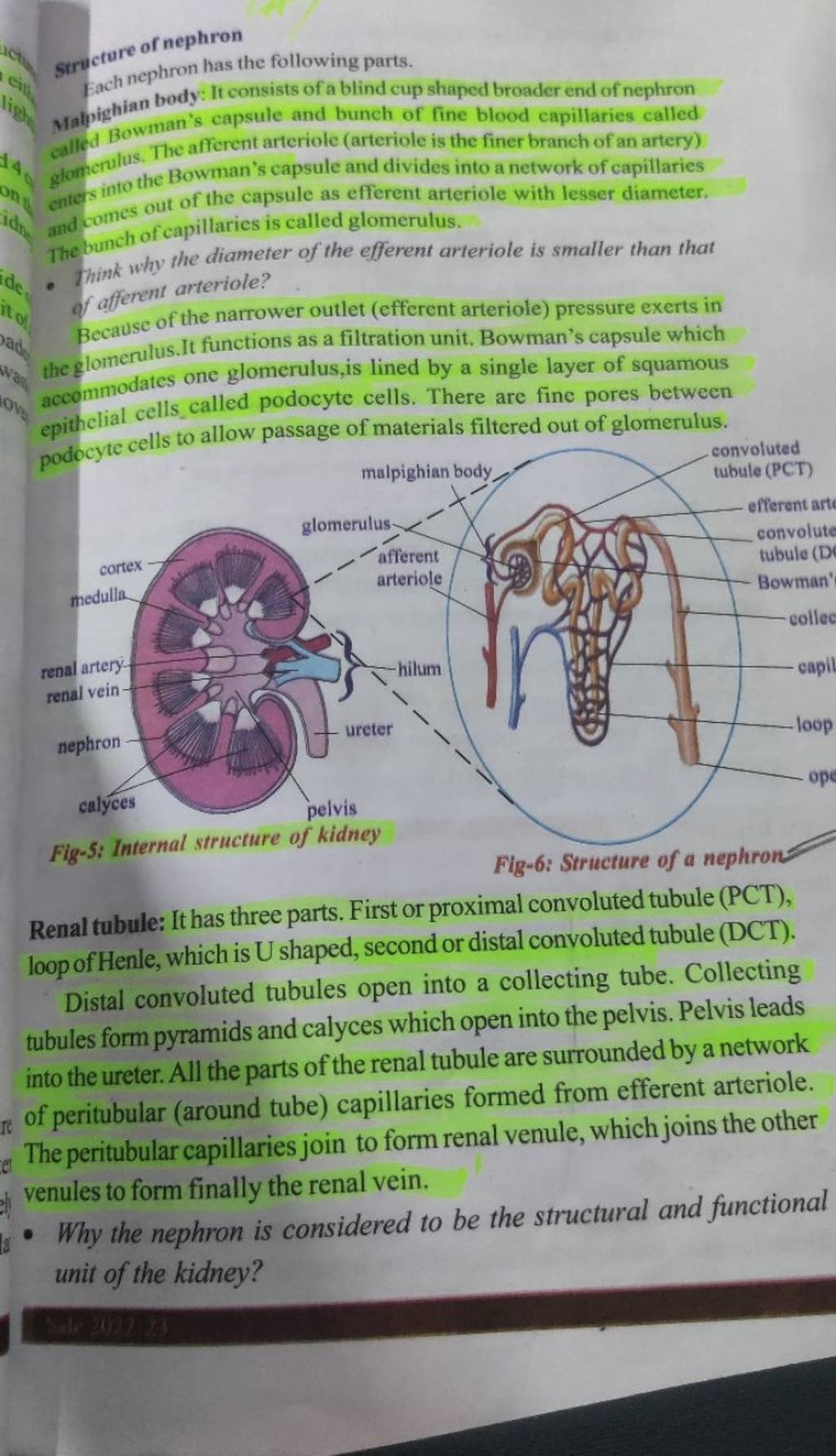 structure of nephron Each nephron has the following parts. Malpighian bod..