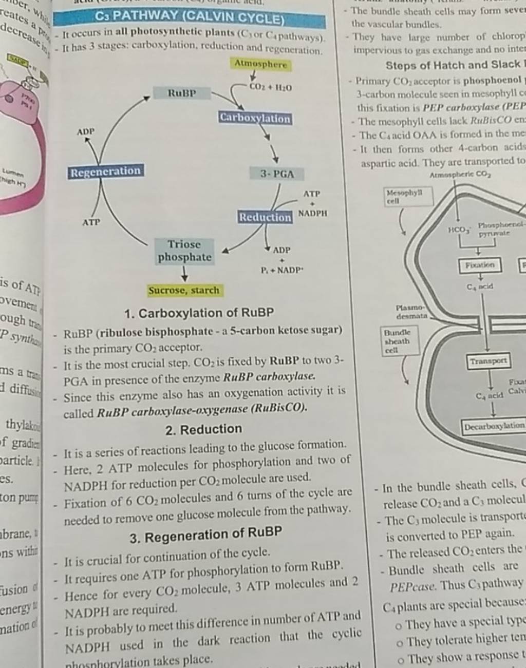 C3 PATHWAY (CALVIN CYCLE) - It occurs in all photosynthetic plants (Cyor