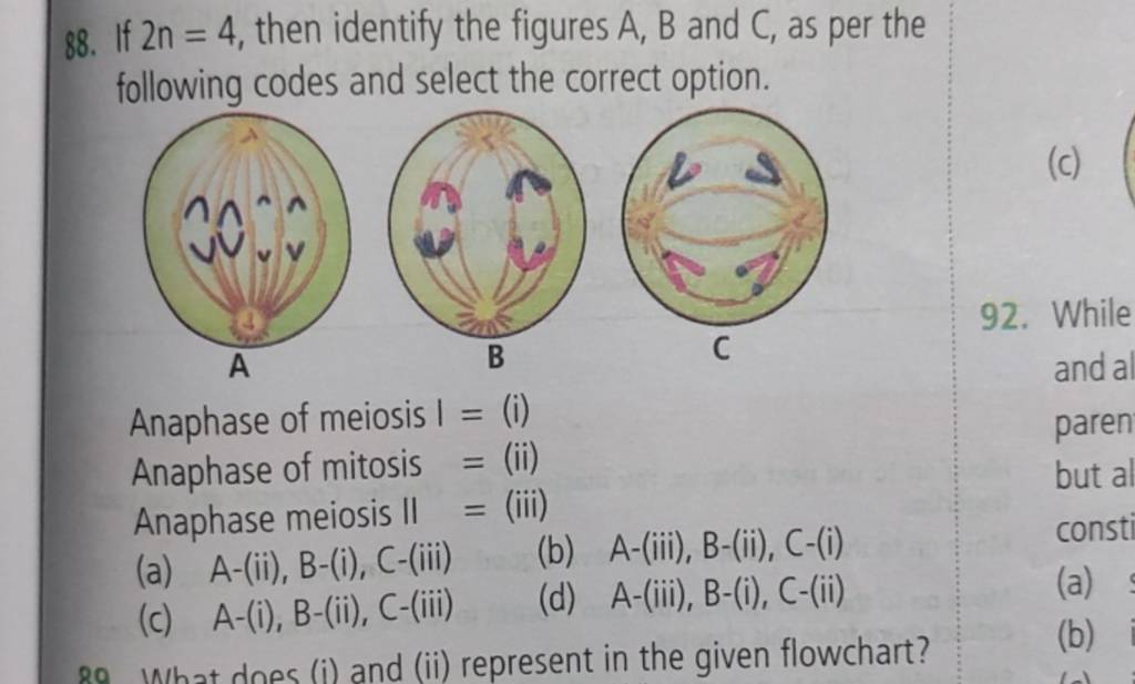 Anaphase of meiosis I = (i) Anaphase of mitosis = (ii) Anaphase meiosis 1..